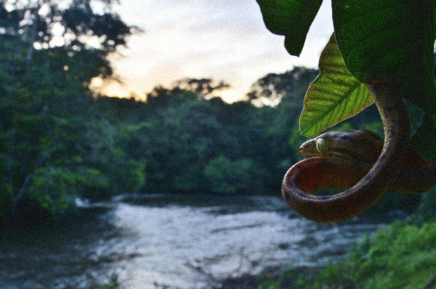 french-guiana-by-dennis-kollarits-flickr-creative-commons3